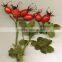 2015 crop dried rosehip fruit