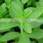 2015 Natural healthy Stevia/stevia stevioside/rebaudioside