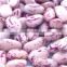 JSX organic and common dried red sparkle kidney bean wholesales size 220 affordable price food grade LSKB