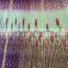 Colorful pleated window screen/printed pleated screen/color pleated screen