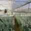 Anti-drip, anti-fog, single span blowing Agriculture LDPE trasparent plastic film for vegetable greenhouse