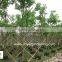 Cassia fistula landscaping project trees