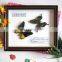 2015 new coming 100 Real Butterfly Mounted in Frames - Decoration & Gifts