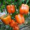 orange pepper seeds sweet pepper greenhouse plant  pepper seeds no.24