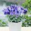 Hot Sale Manufacture High Quality Unique Plastic 10 bunches Artificial Plants Flower Lavender For Home Decoration