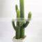 Factory Direct Selling Home Decoration Succulent Plants