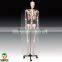 BIX-A1001/2/3 Human Skeleton Model