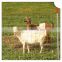Woven wire fence/Goat sheep Fence/cattle field Fence