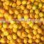 wholesale Nanfeng baby mandarin from China,Jiangxi origin