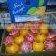 best quality for fresh egyptain orange with good price