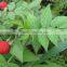 GMP Factory Supply Raspberry Ketone Supplement