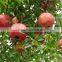 Red Sweet Pomegranate Tree