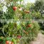 galvanized tomato spiral plant support 7mm*1.8m