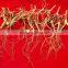 China Changbai Mountian Old Wild Ginseng Panax Roots Price
