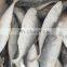 frozen indian mackerel fish Rastrelliger kanagurta