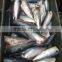 canned mackerel HGT fish 100-200g 200-300g 100/200 200/400