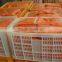 1.0kg/bag Gari Pickled Sushi Ginger Red Very Popular in Russia