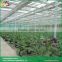 Sawtooth type commercial greenhouse kits plastic greenhouse panels