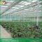 Sawtooth type vegetable greenhouse glass greenhouse