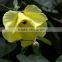 Hibiscus tiliaceus L.