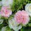 USD 0.15- USD 0.3 Fresh carnation natural sweet smell carnation flower supply