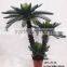 HX20170416 mini potted cycad tree for decoration