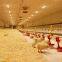 Automatic Poultry Farm Equipment Chicken Drinking System for Broiler Farm