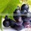 100% natural grape seed P.E./grape seed extract powder