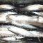 New coming and good quality frozen bonito with size 40 - 50