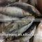 Frozen whole round sardine fish