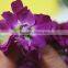 Quality latest cut fresh violet flower