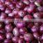 Red/Pink colour fresh onion