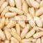 pine nut kernel