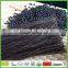 black bean dry organic noodles