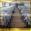 pipe for animal husbandry equipment sow cage for pig farm/steel pipe