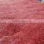 Tianying chilli