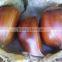 Organic Water Chestnut Best Quality