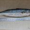 frozen pacific mackerel new arrival best price