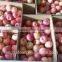 paper bagged QinGuan Apple