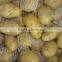 China fresh organic Holland potato