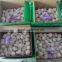 Shandong Natural Good Quality And Low Price Fresh Garlic