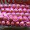China Fresh Apple From Yantai Small Sizes