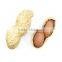 the largest supplier of peanuts kernel and best quality peanuts kernel