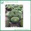 Wholesale All Types Of Cactus Plants