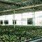 Chicken House Fan 42 Inch Poultry Equipment Price Ventilation Guangzhou