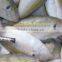 chinese wholesale distributors, frozen bonito fish bonito fish flakes