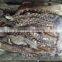 Frozen Giant Squid Tentacle