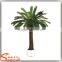 China suppliers small palm trees cycas revoluta price cycas revoluta