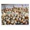 Hot Sale Frozen Scallop Meat Dried Scallop Meat
