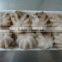 2016 Frozen baby octopus 20-60g/pcs for sale